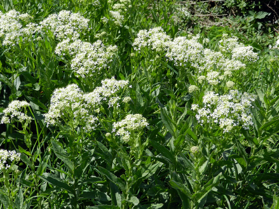 Hoary Cress