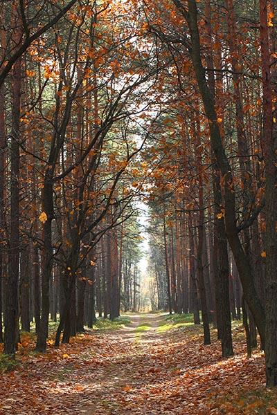 Autumn Trees