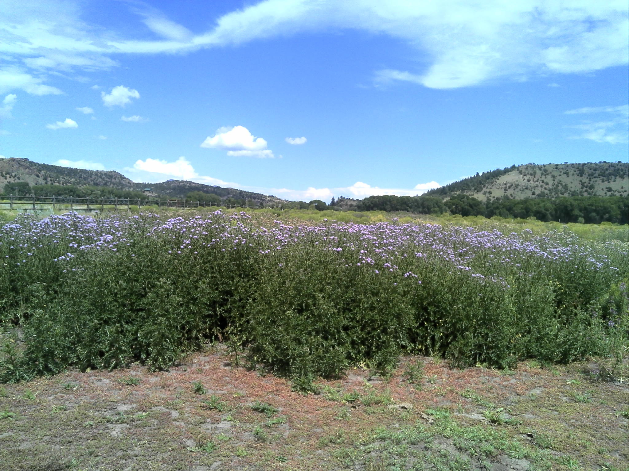 Canadian Thistle