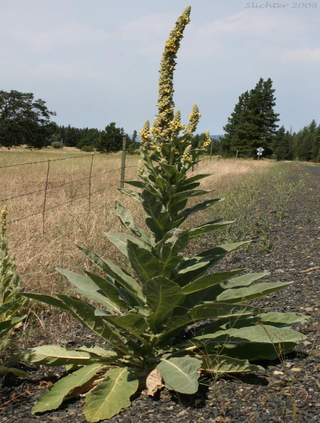 Common Mullien