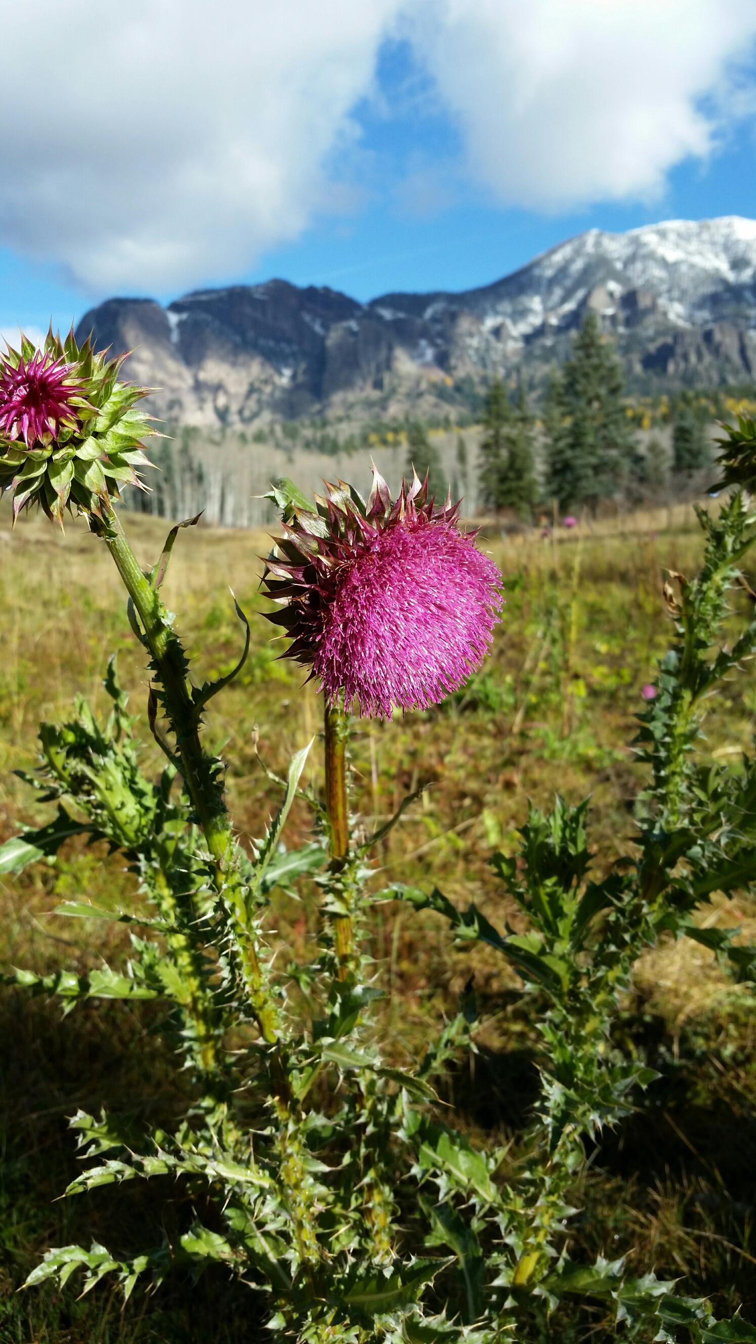 Musk Thistle