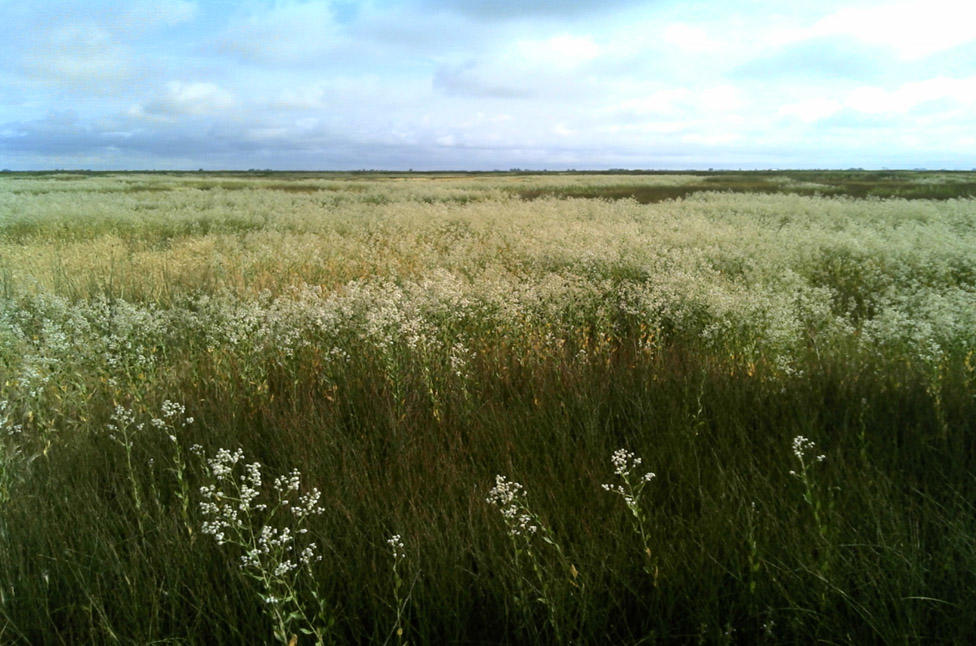 Perennial Pepperweed