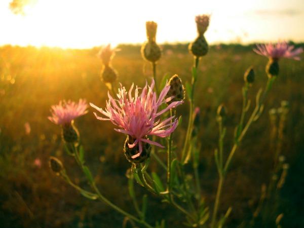 Russian Knapweed